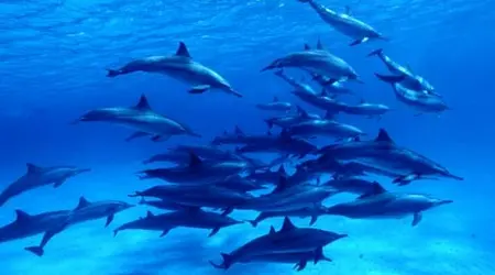 Egypte Croisière spéciale Dauphins 