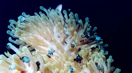 Egypte - Croisière Fury Shoal 