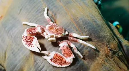 Indonésie  Lembeh 