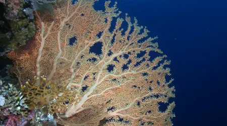 Egypte Croisière Marine Park 