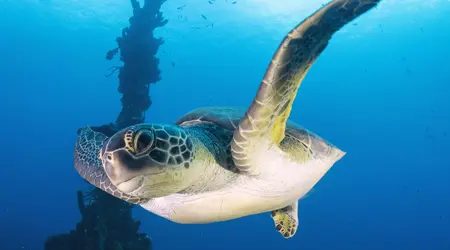 Martinique Les Trois Ilets