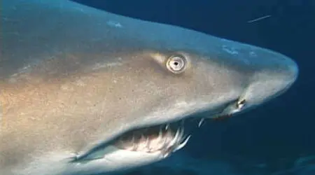 Requin taureau