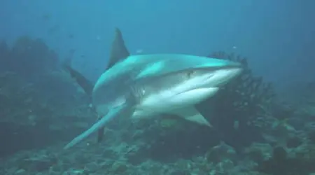 Requin gris 