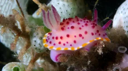 Nudibranches