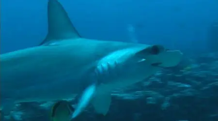 Requin marteau 