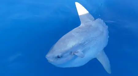 Poisson lune (mola mola)