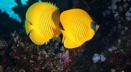 Poisson papillon