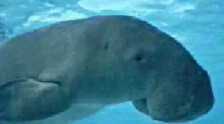 Dugong 