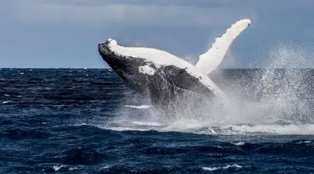 Baleine à bosse